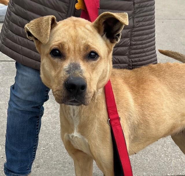 Peep, a Adoptable mixed breed in Washington, DC image 4/5