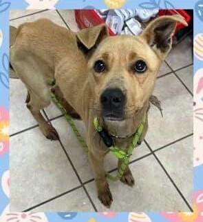 Peep, a Adoptable mixed breed in Washington, DC image 5/5
