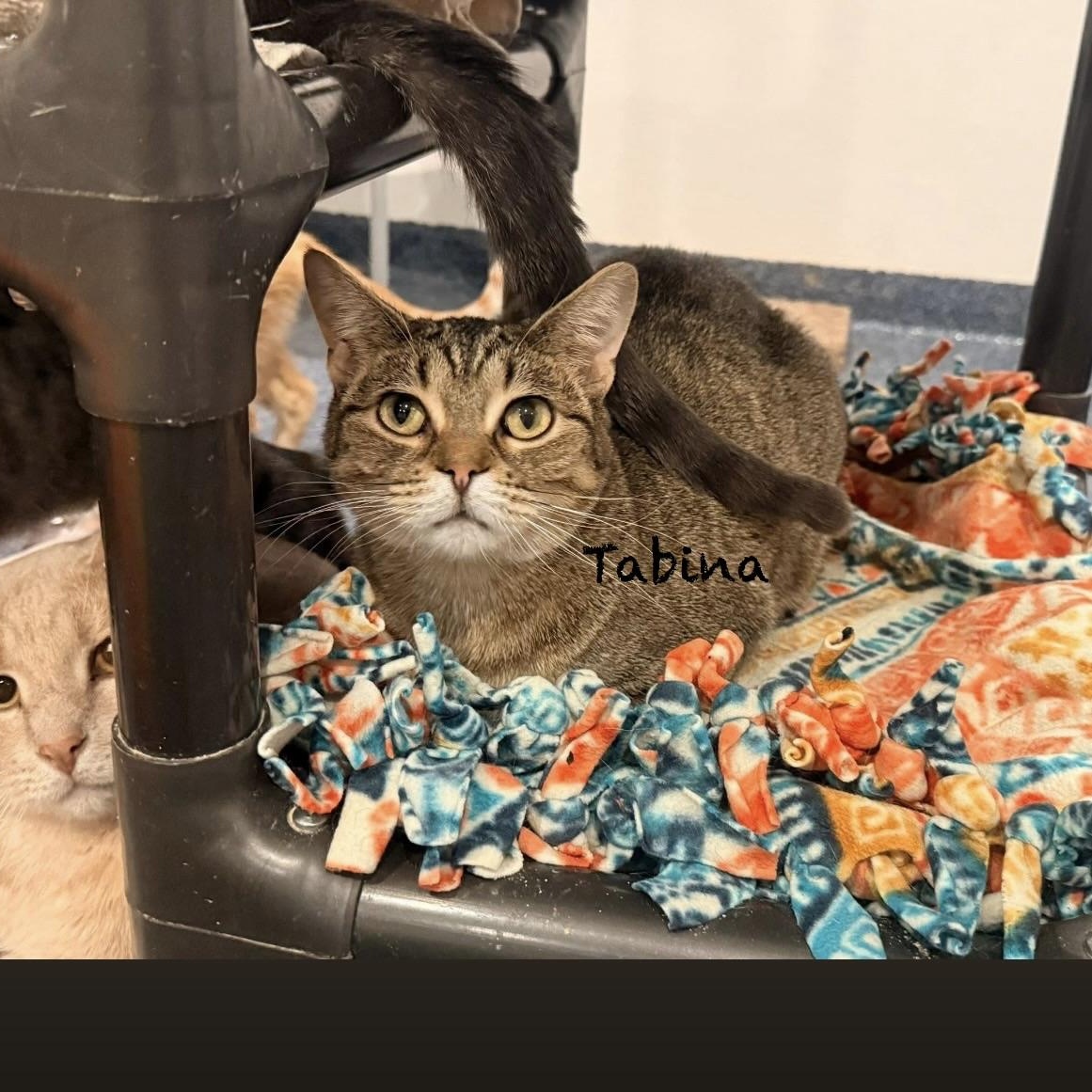 Enlarge Tabina, an adoptable mixed breed in Palatine, IL image 1/2