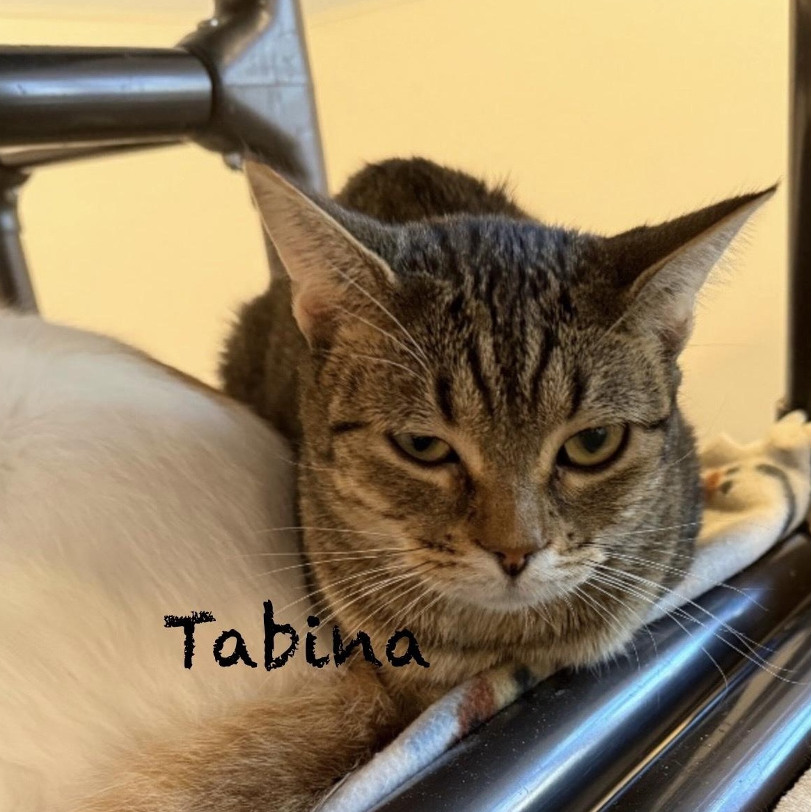 Enlarge Tabina, an adoptable mixed breed in Palatine, IL image 2/2
