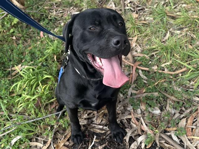 FINN, Adoptable, Young Male Labrador Retriever & Mixed Breed.