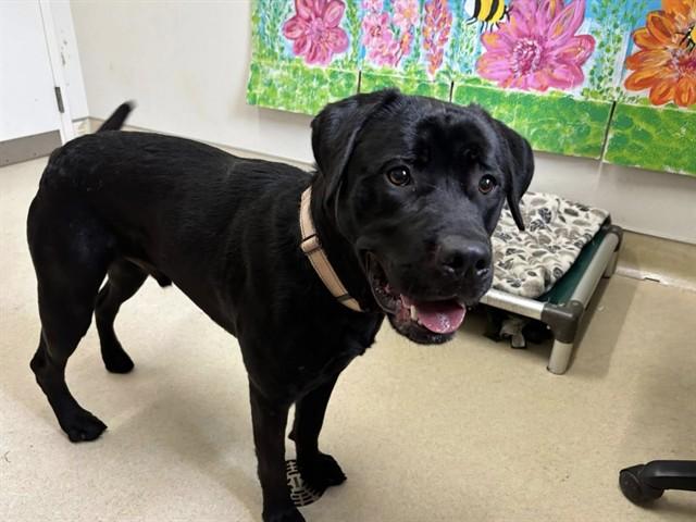 Enlarge FINN, a Adoptable mixed breed in McKinleyville, CA image 1/1