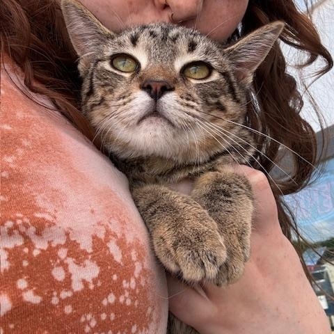 Absinthe, a ADOPTABLE Domestic Short Hair in Hudsonville, MI image 6/6