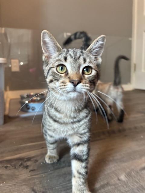 Absinthe, ADOPTABLE, Kitten Male Domestic Short Hair.