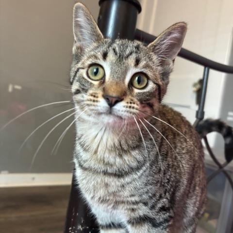 Absinthe, a ADOPTABLE Domestic Short Hair in Hudsonville, MI image 4/6