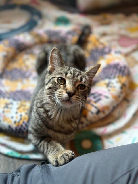 Absinthe, a ADOPTABLE Domestic Short Hair in Hudsonville, MI image 3/6