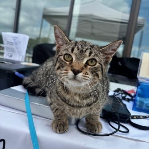 Absinthe, a ADOPTABLE Domestic Short Hair in Hudsonville, MI image 5/6