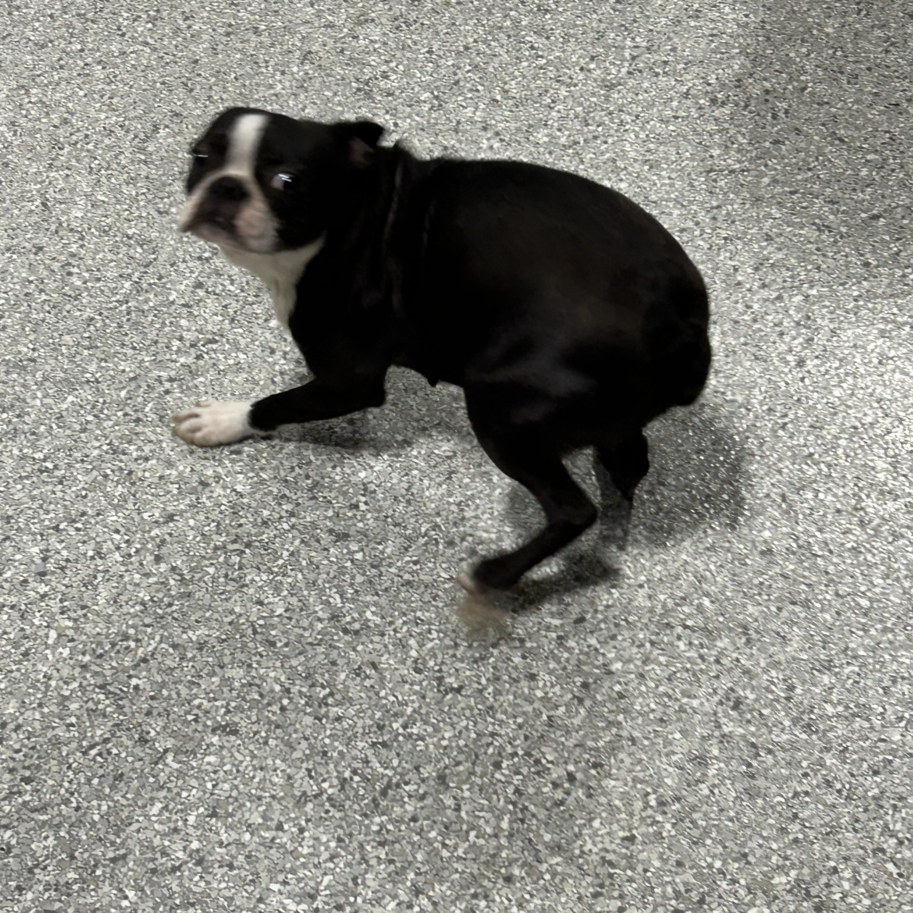 Enlarge Minnie 17 lbs, a Adoptable Boston Terrier in Antwerp, OH image 4/5
