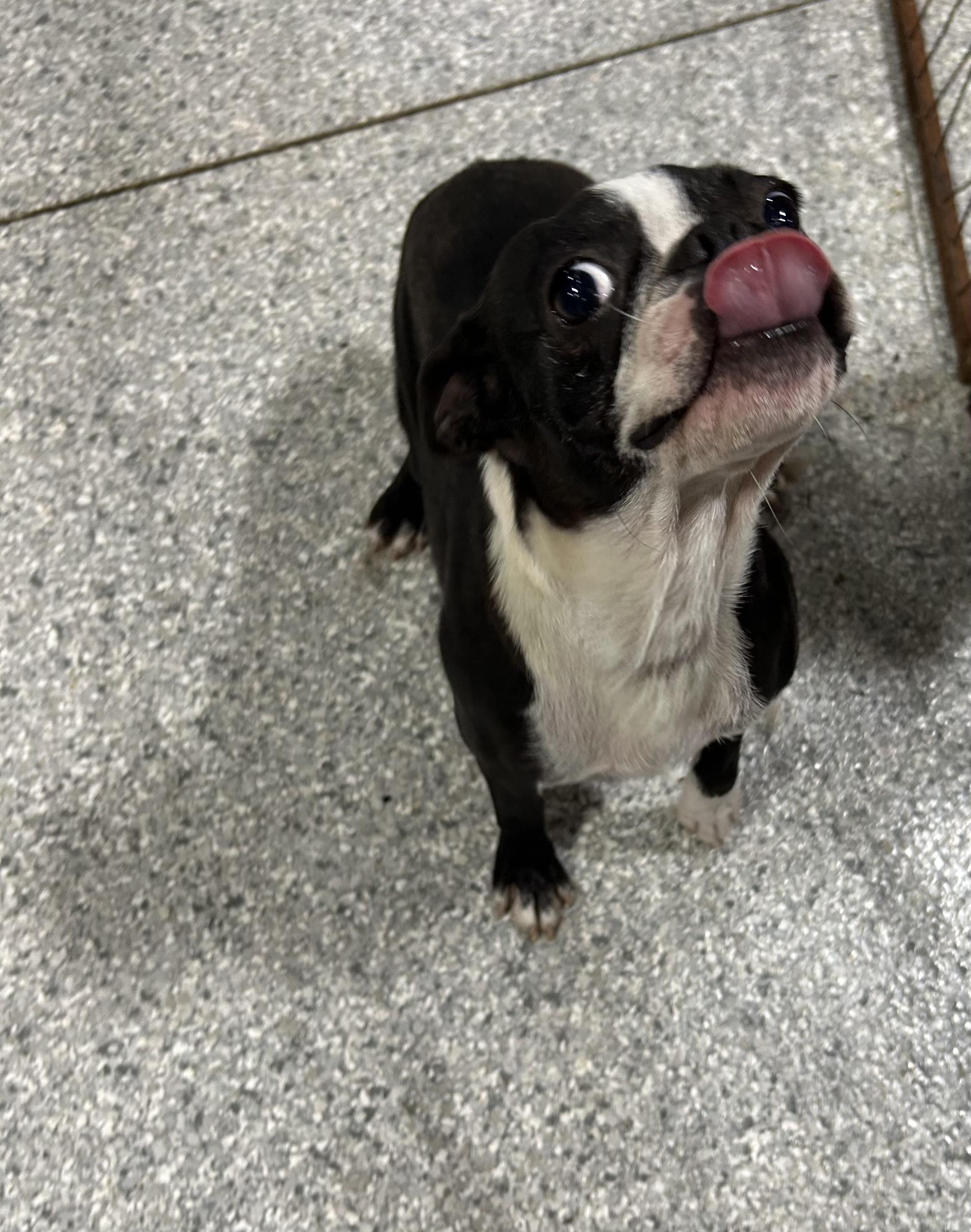 Enlarge Minnie 17 lbs, a Adoptable Boston Terrier in Antwerp, OH image 2/5