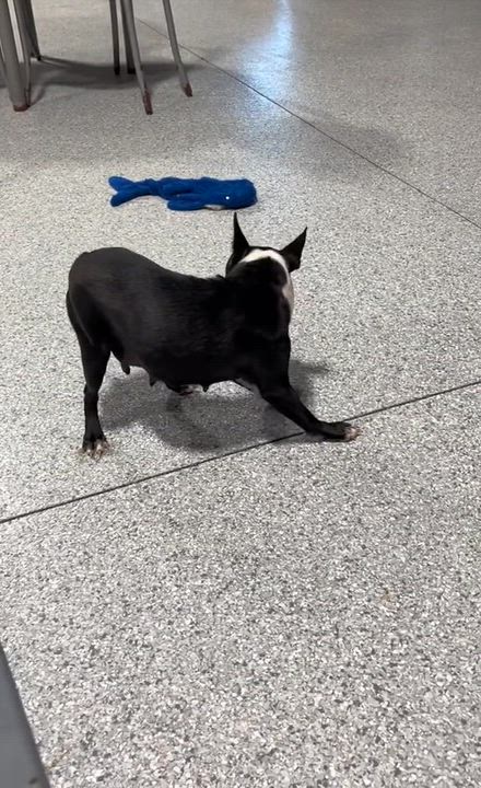 Enlarge Minnie 17 lbs, a Adoptable Boston Terrier in Antwerp, OH video 5/5