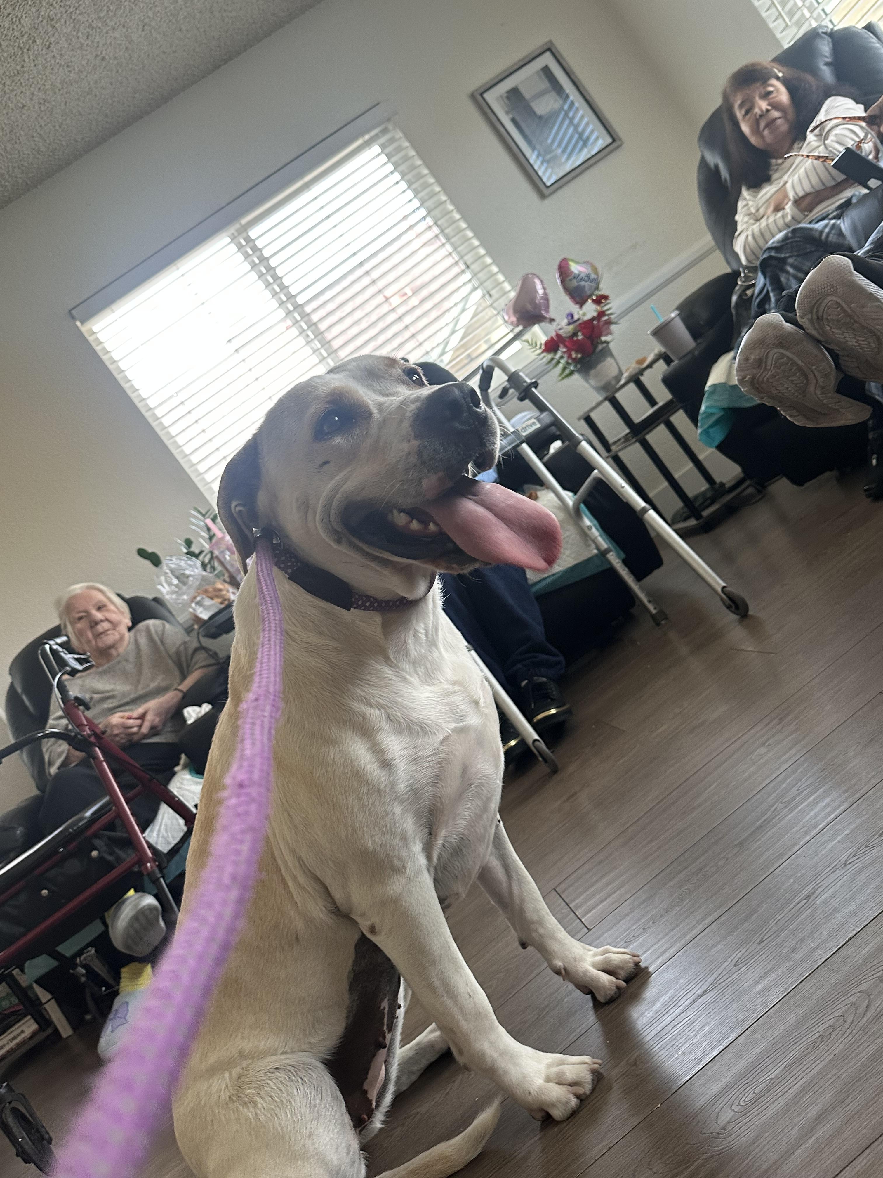 Enlarge Harley Vanilla Cream!!, an adopted mixed breed in Manhattan Beach, CA image 2/6