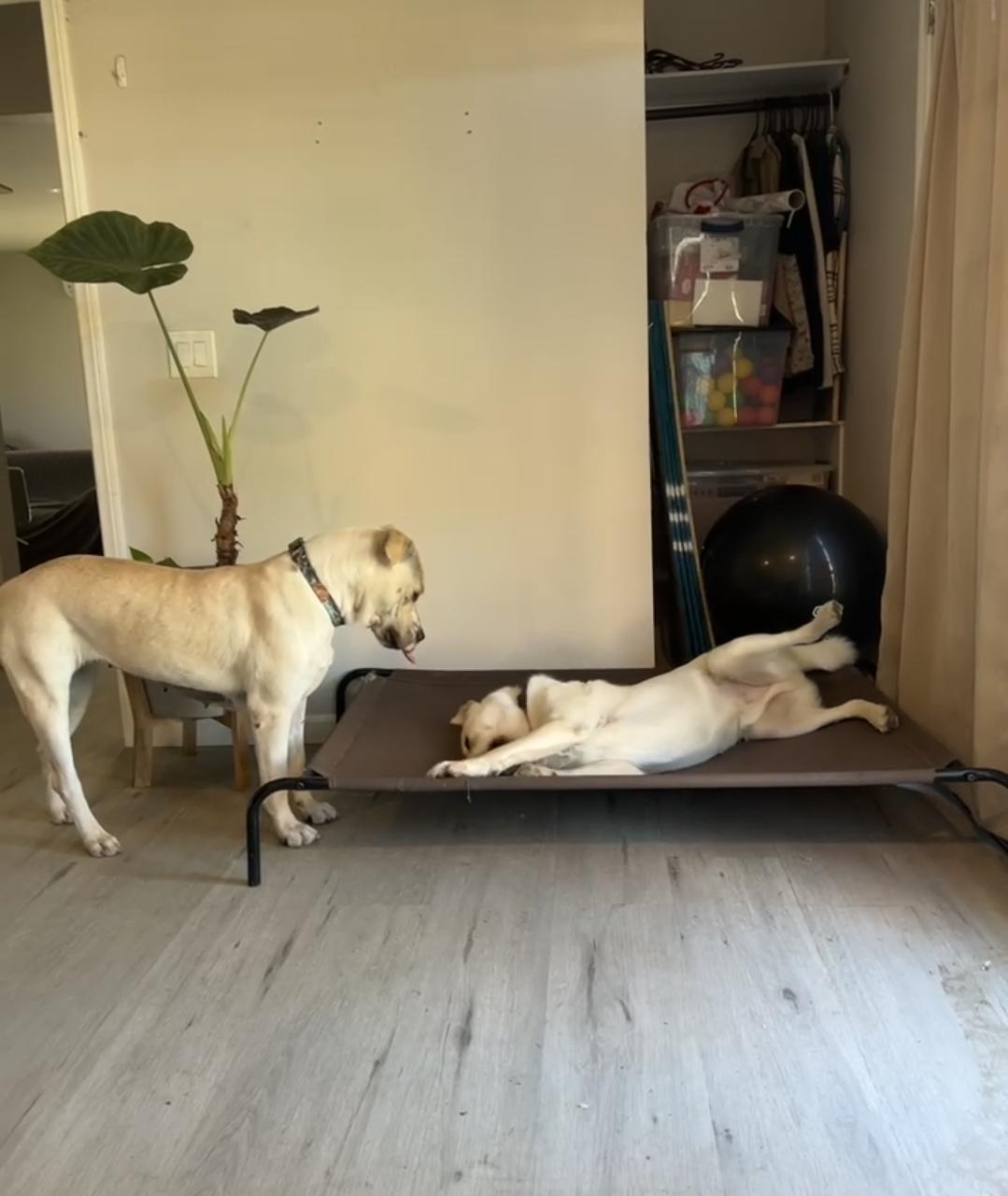 Enlarge Harley Vanilla Cream!!, an adopted mixed breed in Manhattan Beach, CA image 6/6