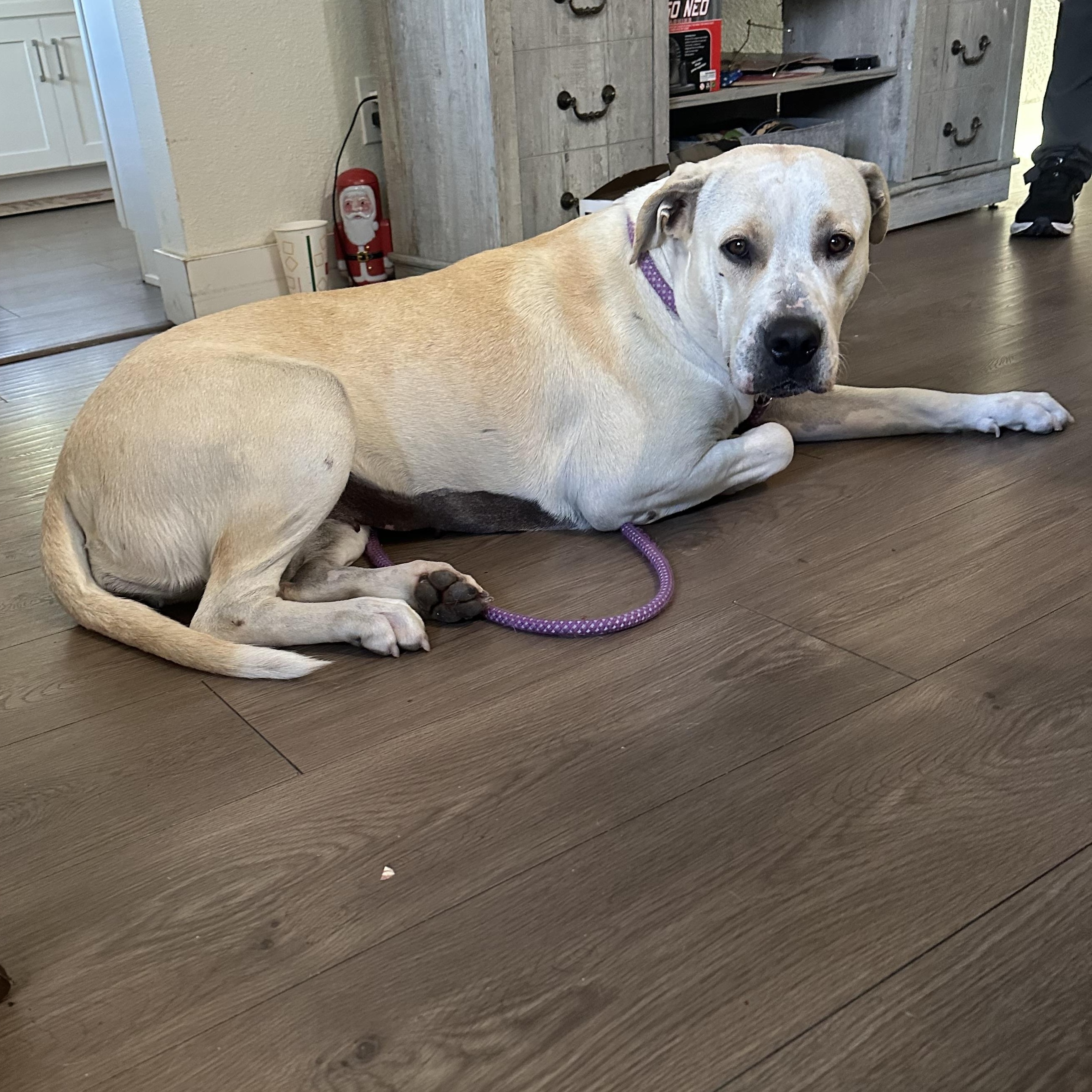 Enlarge Harley Vanilla Cream!!, an adopted mixed breed in Manhattan Beach, CA image 5/6