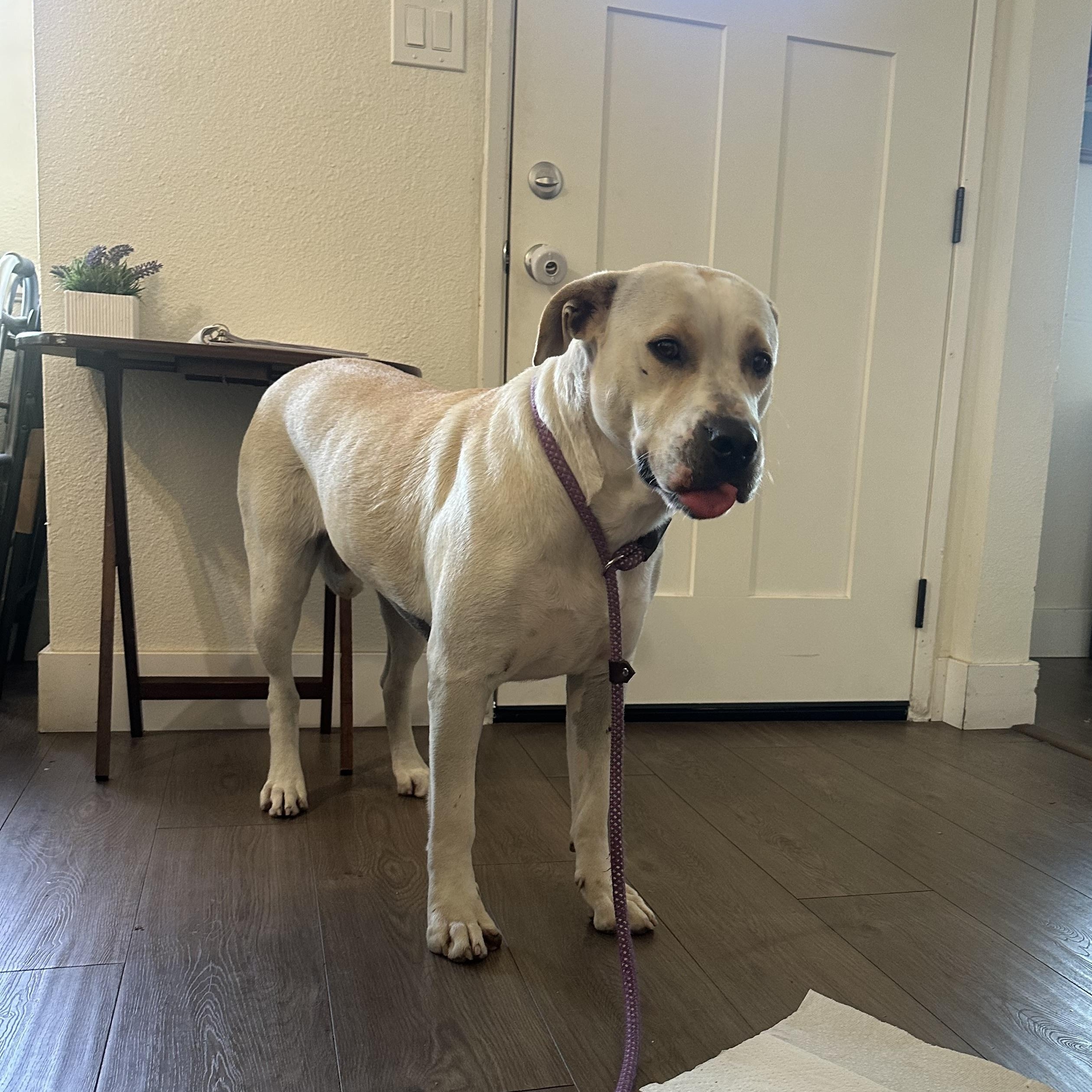 Enlarge Harley Vanilla Cream!!, an adopted mixed breed in Manhattan Beach, CA image 4/6