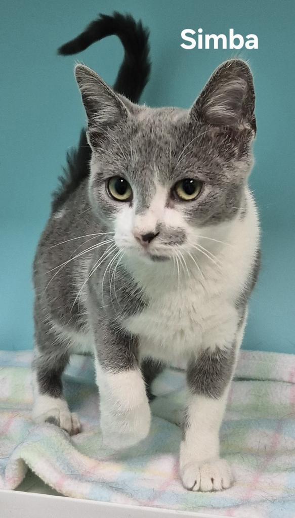 Simba, Adoptable, Kitten Female Domestic Short Hair.