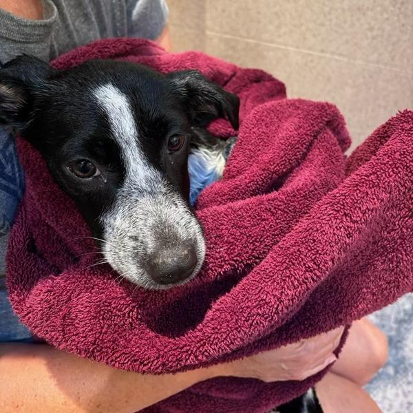 Rhea, Adoptable, Puppy Female Mixed Breed.