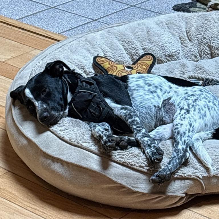 Enlarge Rhea, a Adoptable Mixed Breed in Alexandria, VA image 2/6