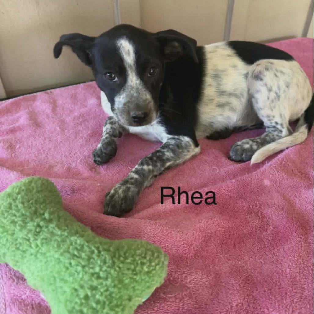 Enlarge Rhea, a Adoptable Mixed Breed in Alexandria, VA image 4/6