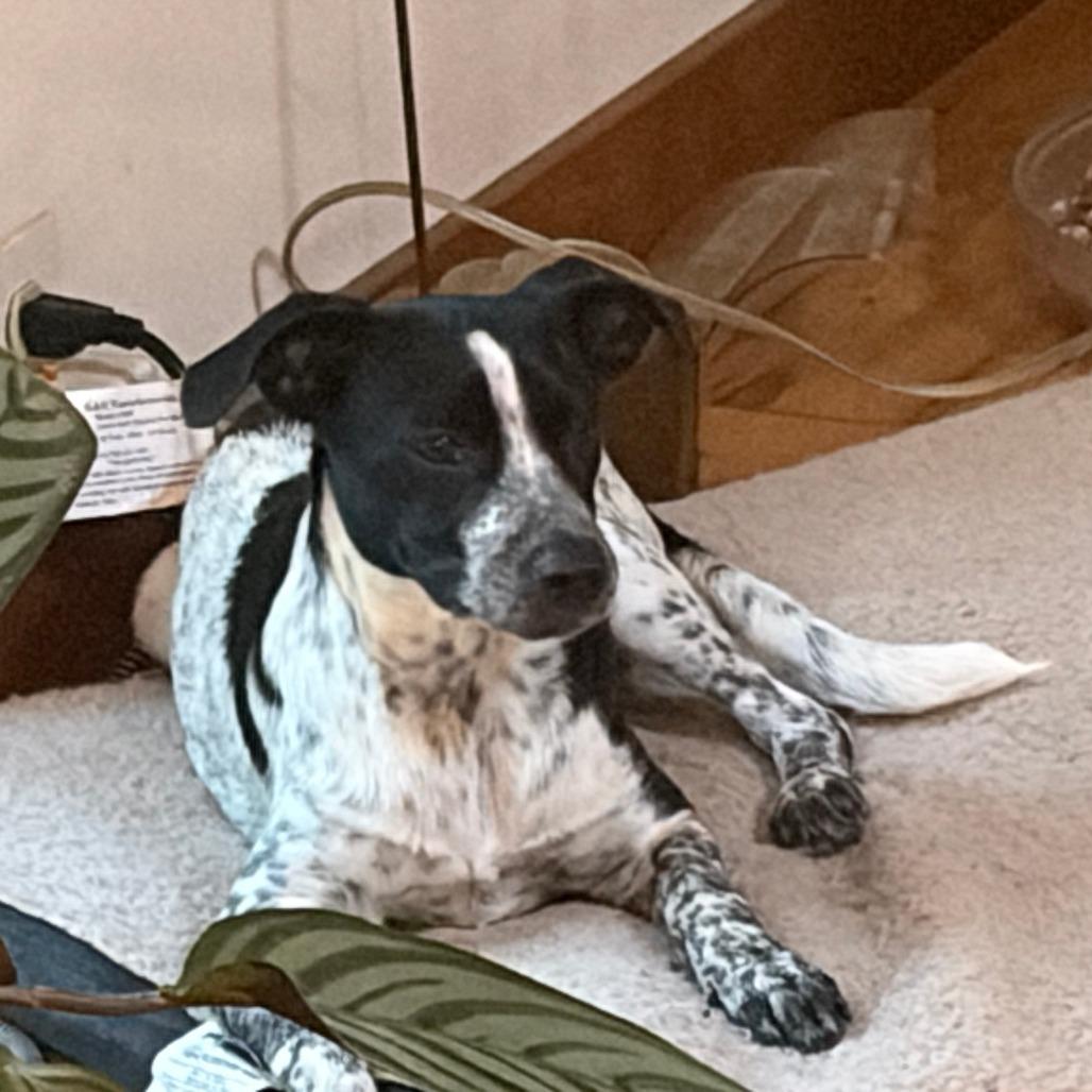 Enlarge Rhea, a Adoptable Mixed Breed in Alexandria, VA image 5/6