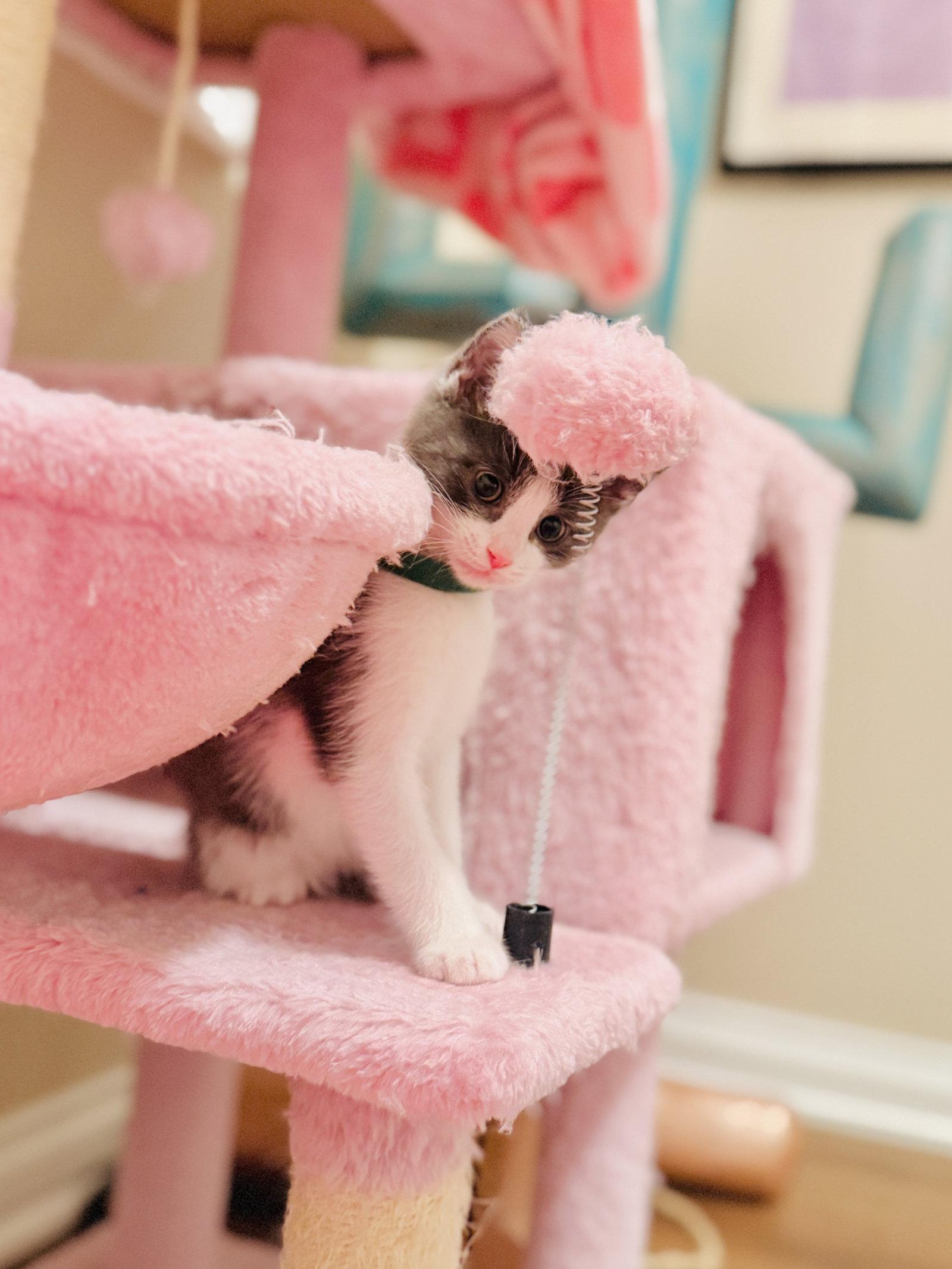 Enlarge Archibald Asparagus, a Adopted Domestic Short Hair in Georgetown, KY image 1/3