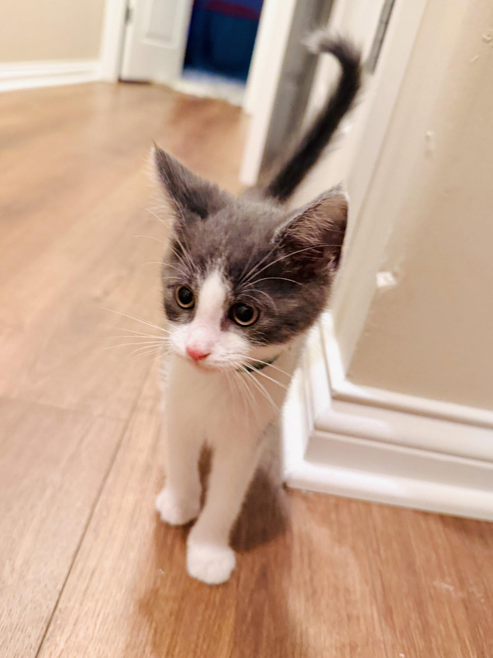 Enlarge Archibald Asparagus, a Adopted Domestic Short Hair in Georgetown, KY image 2/3