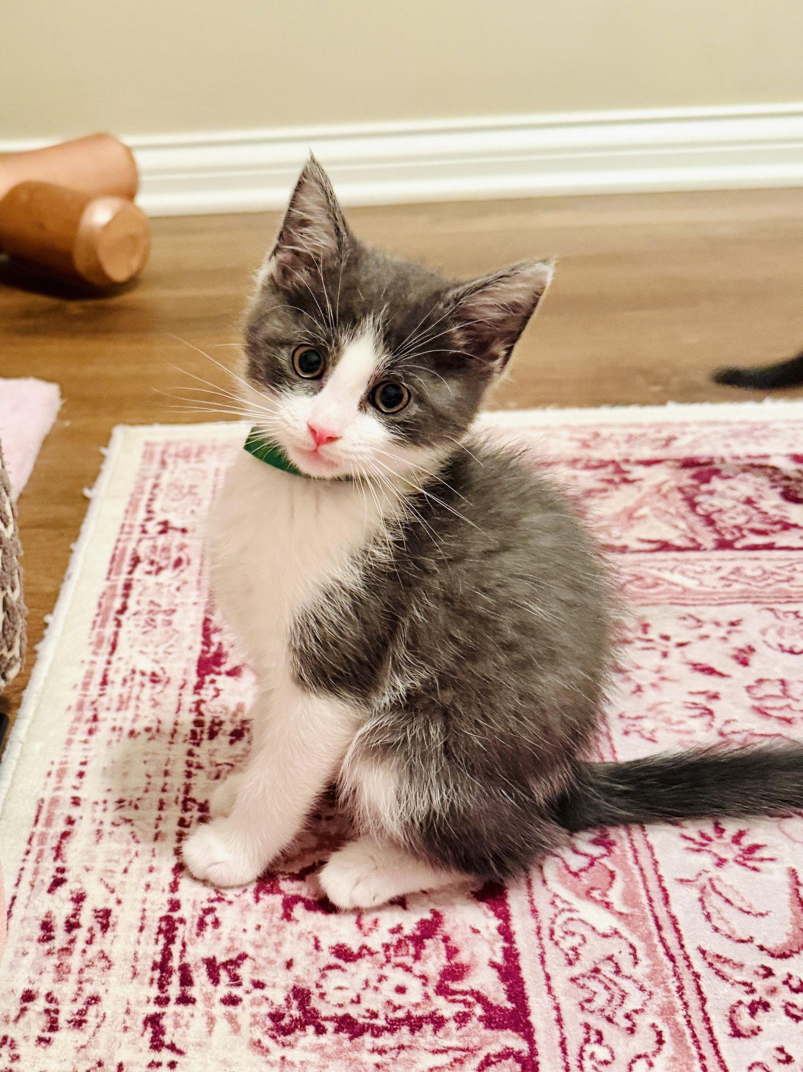 Enlarge Archibald Asparagus, a Adopted Domestic Short Hair in Georgetown, KY image 3/3