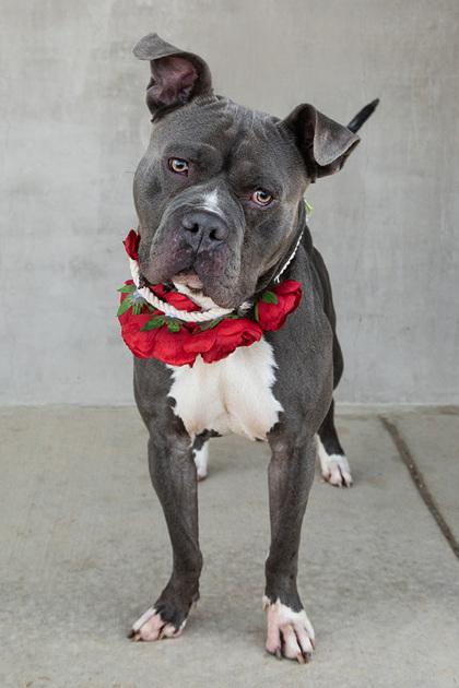 Enlarge Moses, a Adoptable mixed breed in Longmont, CO image 1/3