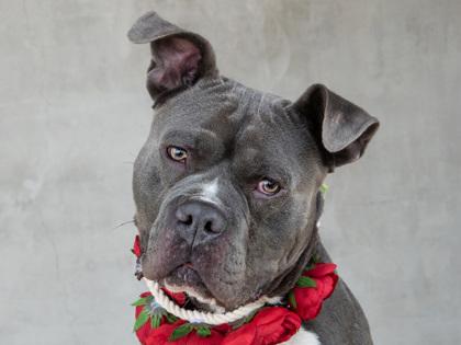 Enlarge Moses, a Adoptable mixed breed in Longmont, CO image 3/3