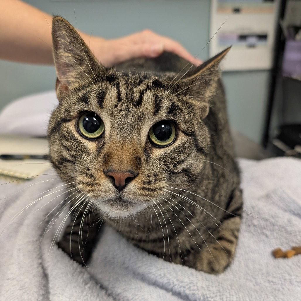 Tiger, Adoptable, Adult Male Domestic Short Hair & American Shorthair.