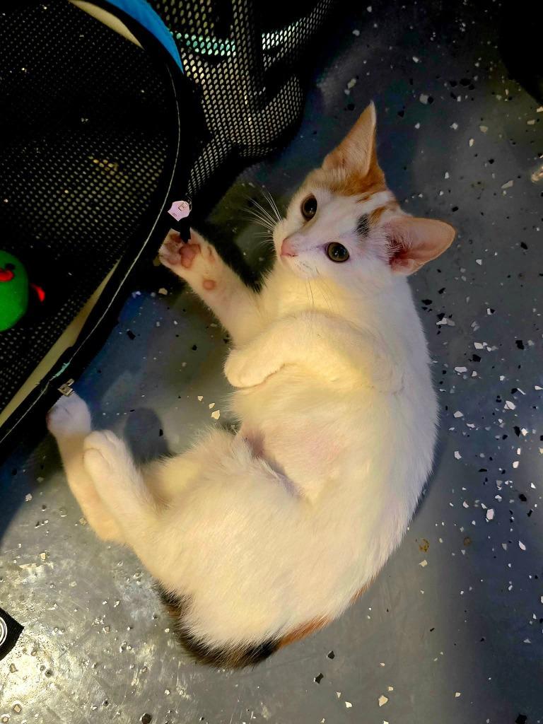 Ballerina, a Adoptable Manx in Miami, OK image 1/5