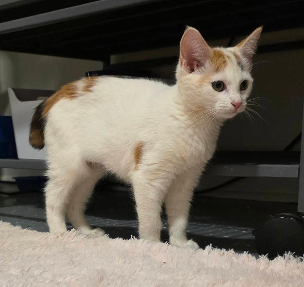 Ballerina, a Adoptable Manx in Miami, OK image 2/5