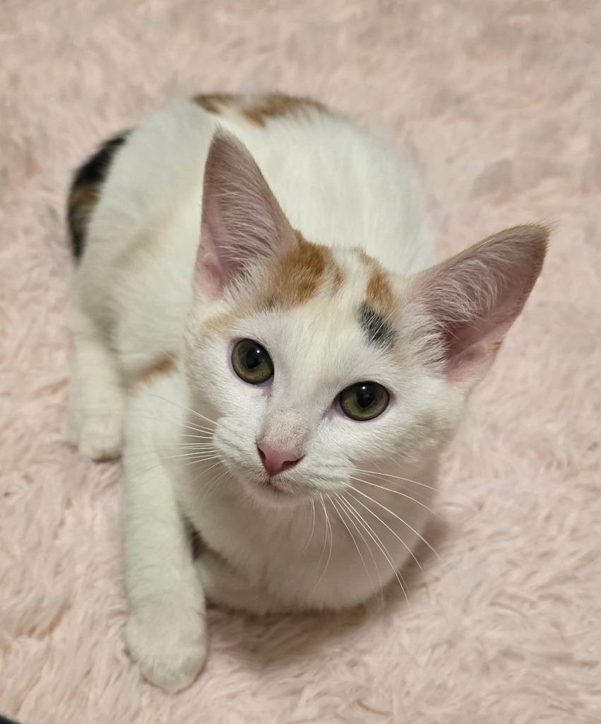 Ballerina, a Adoptable Manx in Miami, OK image 3/5