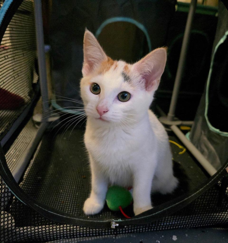 Ballerina, a Adoptable Manx in Miami, OK image 4/5