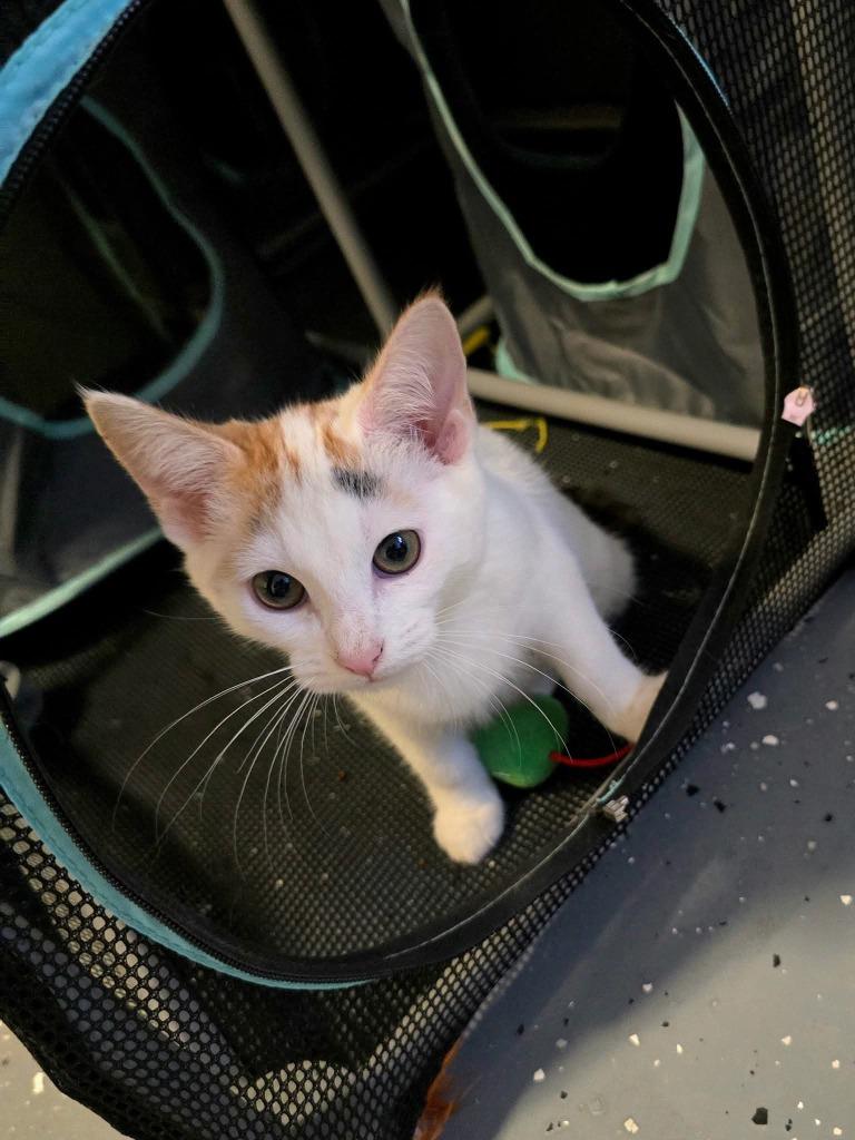 Ballerina, a Adoptable Manx in Miami, OK image 5/5