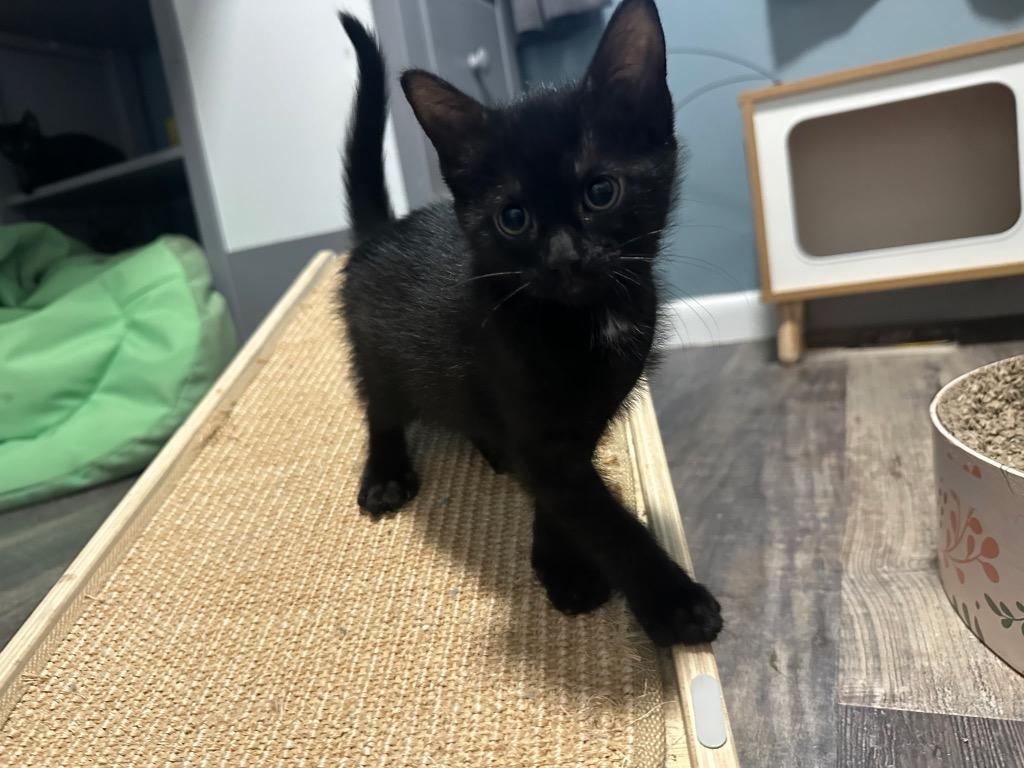 Morticia, Adopted, Kitten Female Domestic Short Hair.