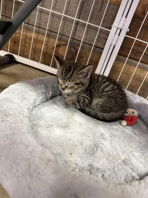 Enlarge Melon, an adopted Domestic Short Hair in Fredericton, NB image 3/6