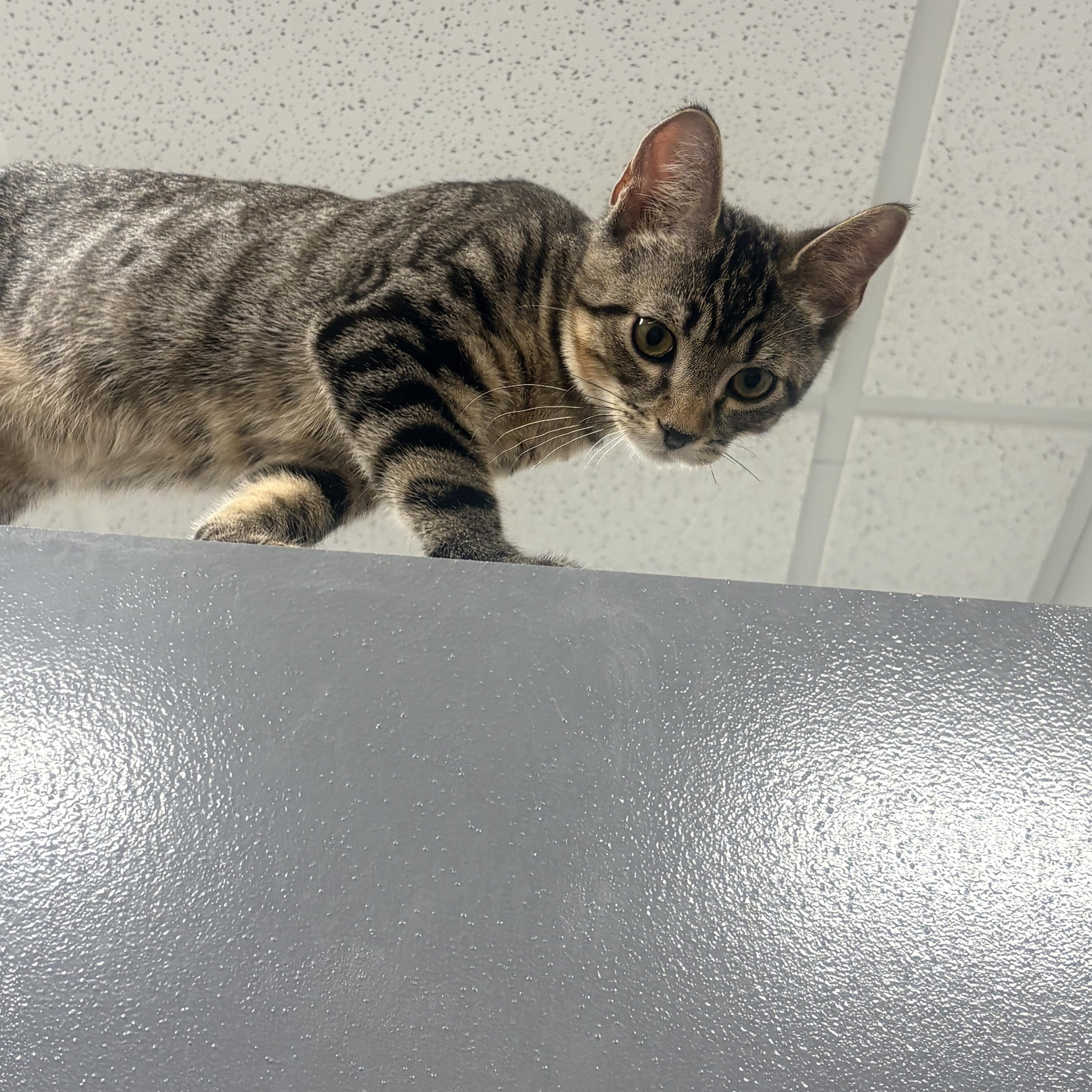 Enlarge Melon, an adopted Domestic Short Hair in Fredericton, NB image 2/6