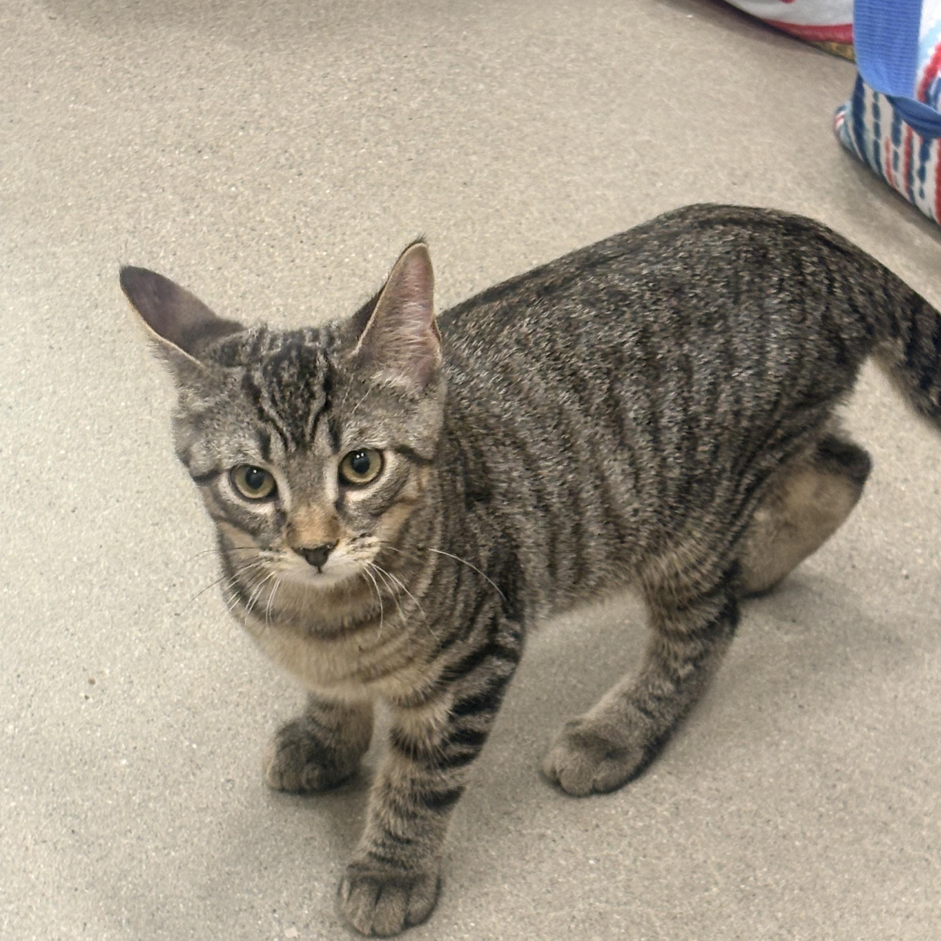 Enlarge Melon, an adopted Domestic Short Hair in Fredericton, NB image 1/6