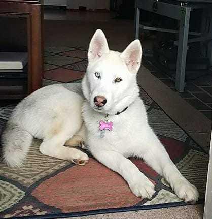 Akela, Adopted, Adult Female Siberian Husky.
