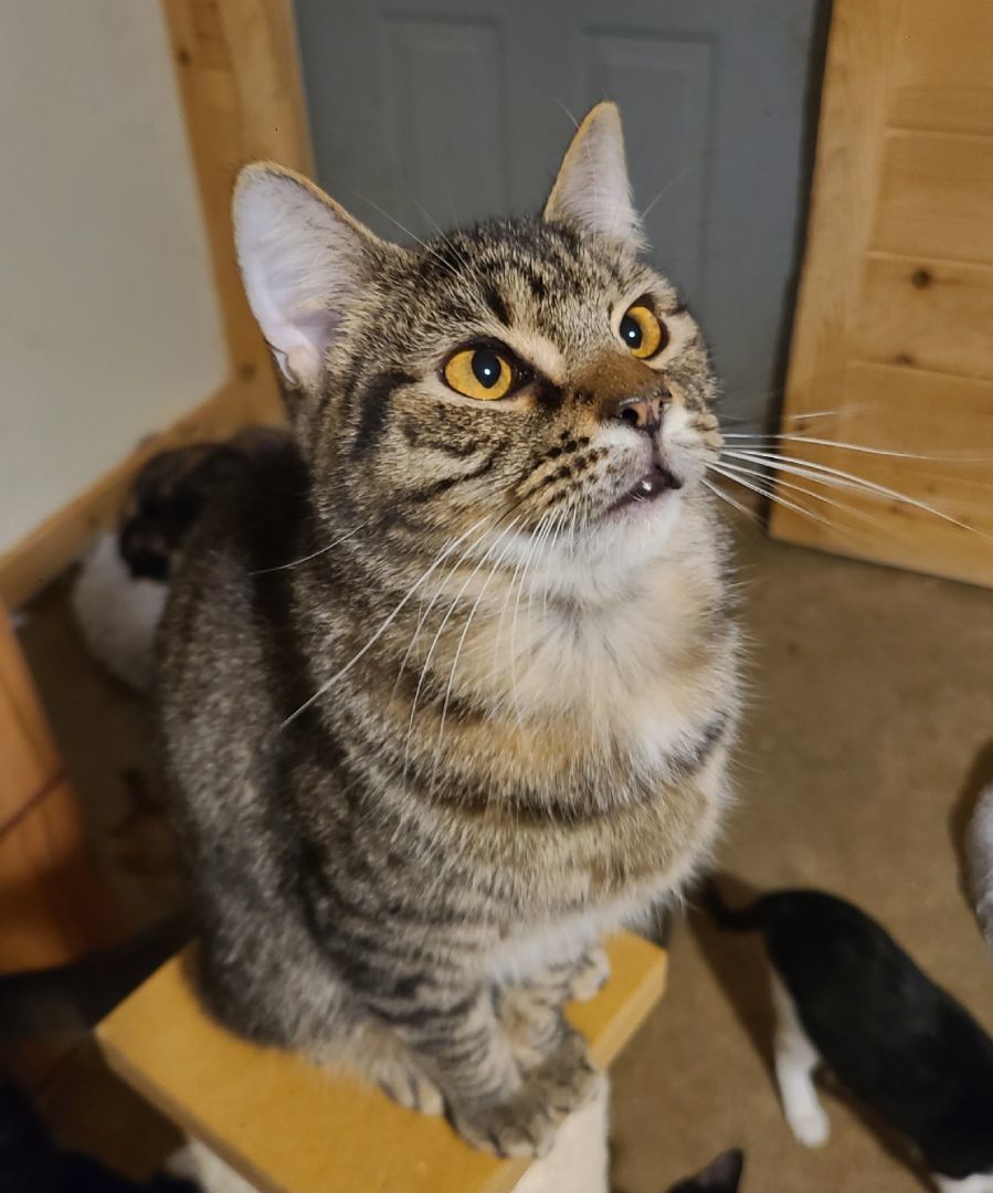 Basil, a Adoptable Domestic Short Hair in Ellijay, GA image 1/6