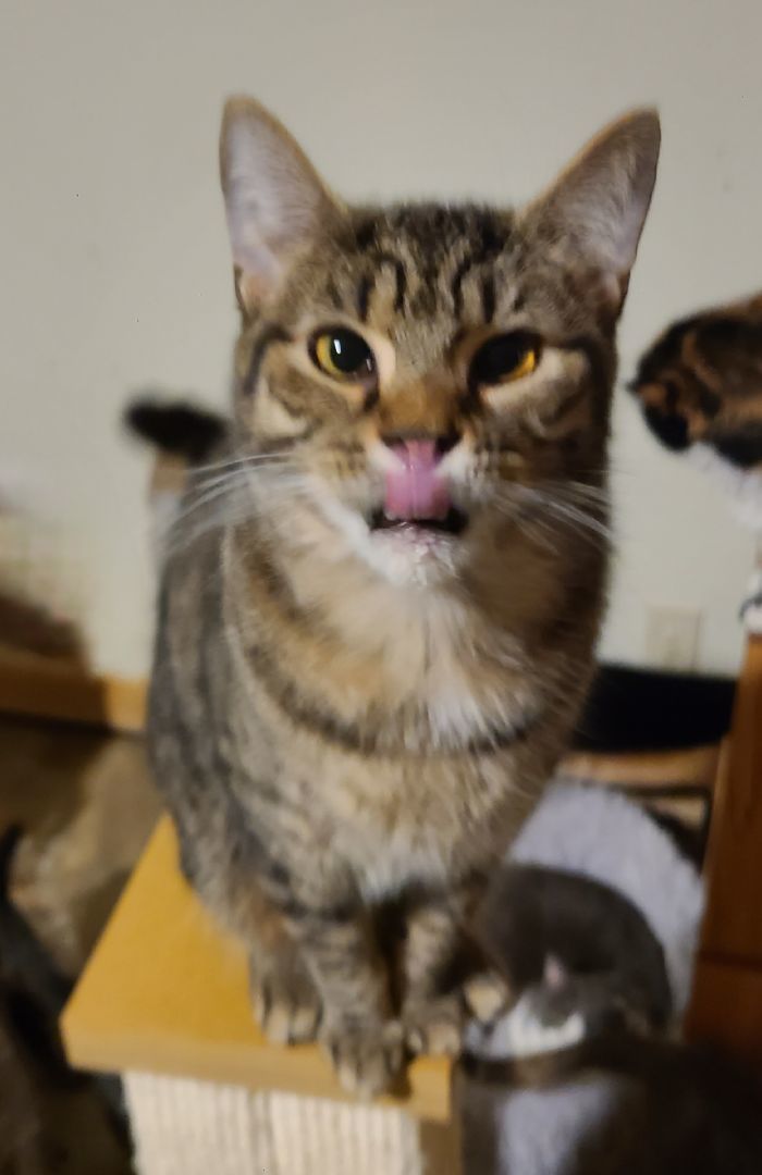 Basil, a Adoptable Domestic Short Hair in Ellijay, GA image 2/6