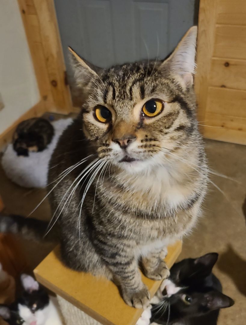 Basil, a Adoptable Domestic Short Hair in Ellijay, GA image 3/6