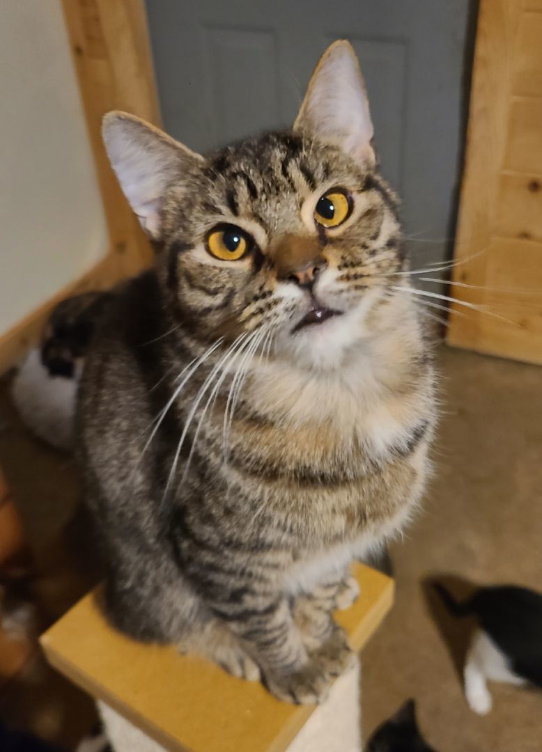 Basil, a Adoptable Domestic Short Hair in Ellijay, GA image 4/6