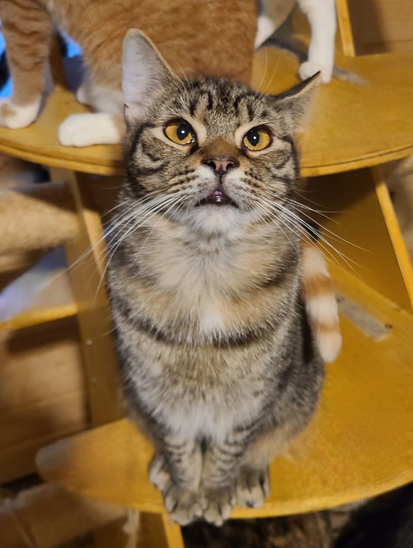 Basil, a Adoptable Domestic Short Hair in Ellijay, GA image 5/6