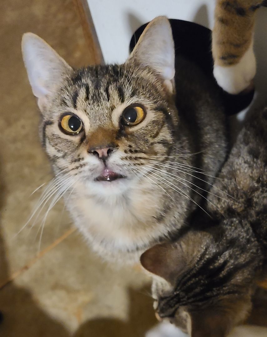 Basil, a Adoptable Domestic Short Hair in Ellijay, GA image 6/6