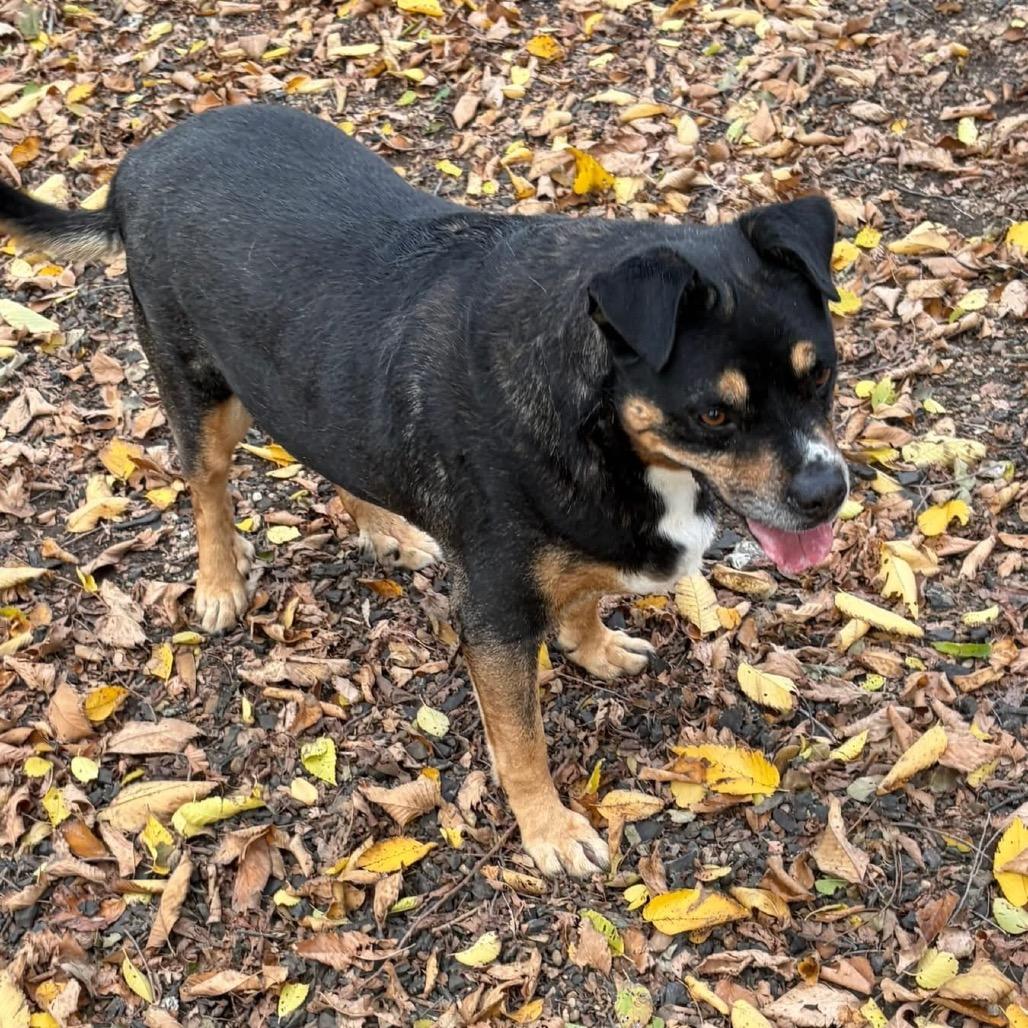 Jordan, Adoptable, Senior Male Pointer & Rottweiler.