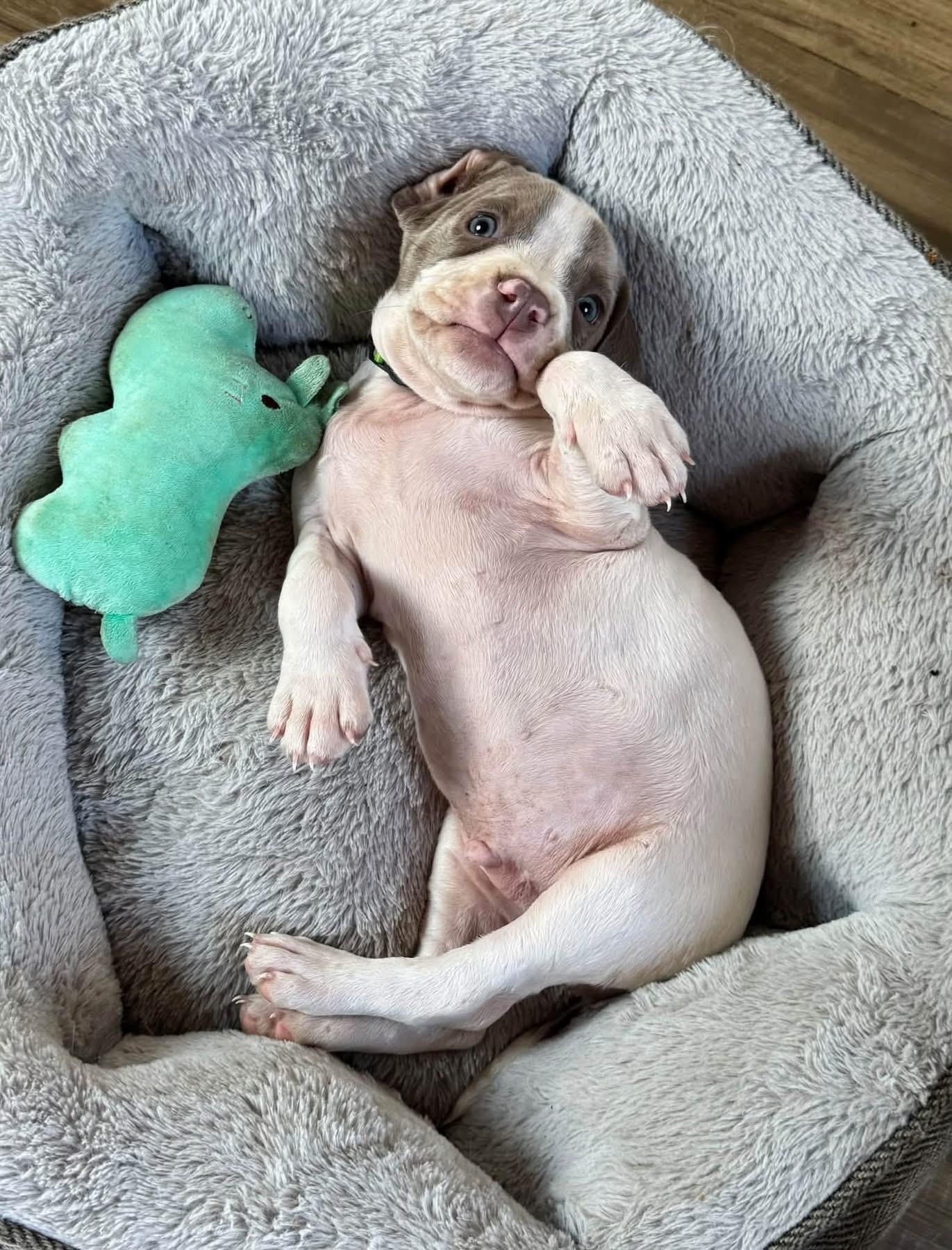 Enlarge Dak, a Adoptable mixed breed in Southlake, TX image 2/4