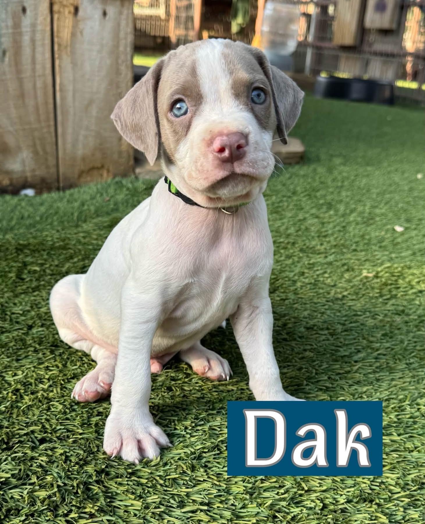Enlarge Dak, a Adoptable mixed breed in Southlake, TX image 1/4
