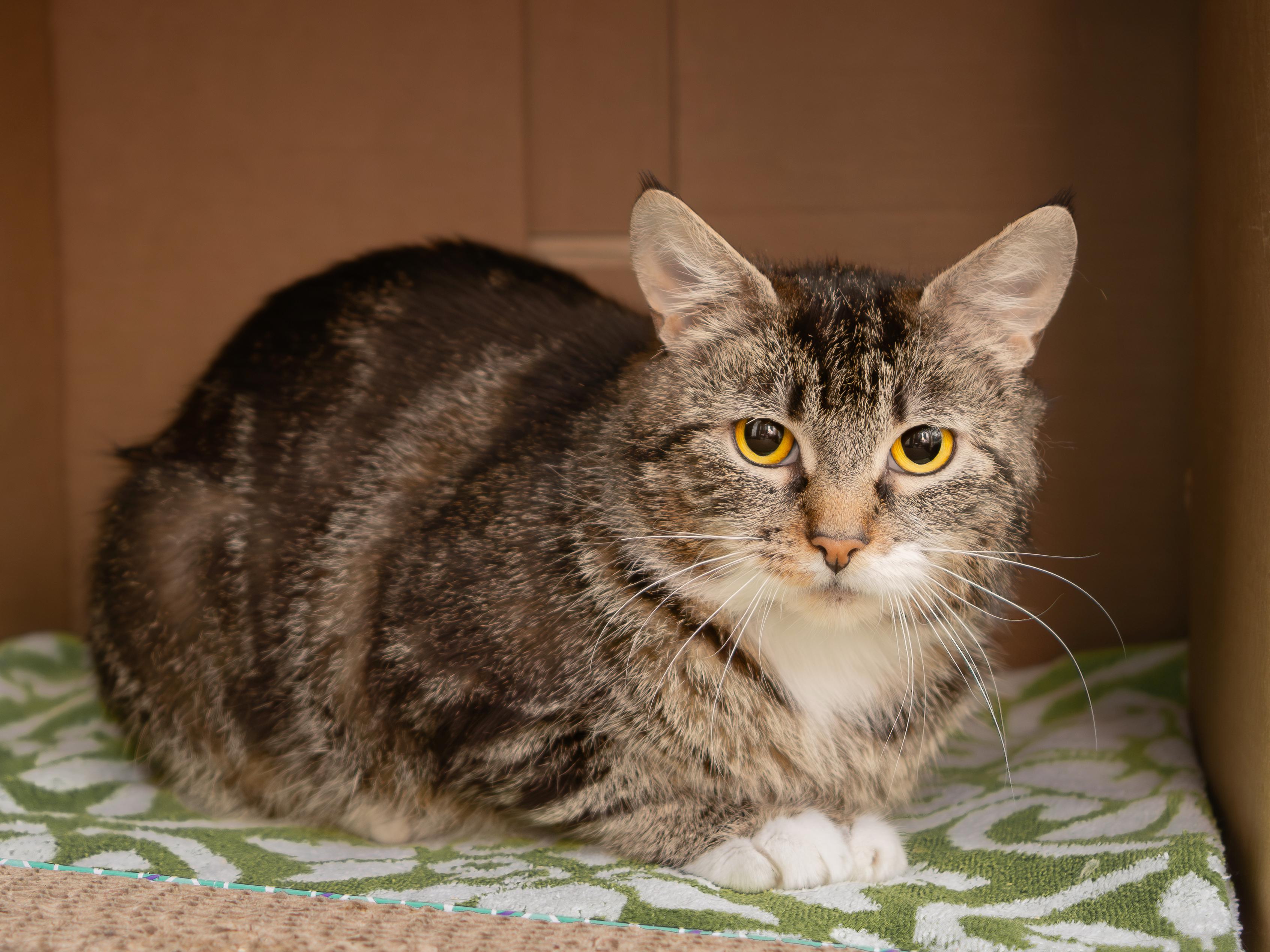 Mous, Adult Female unknown