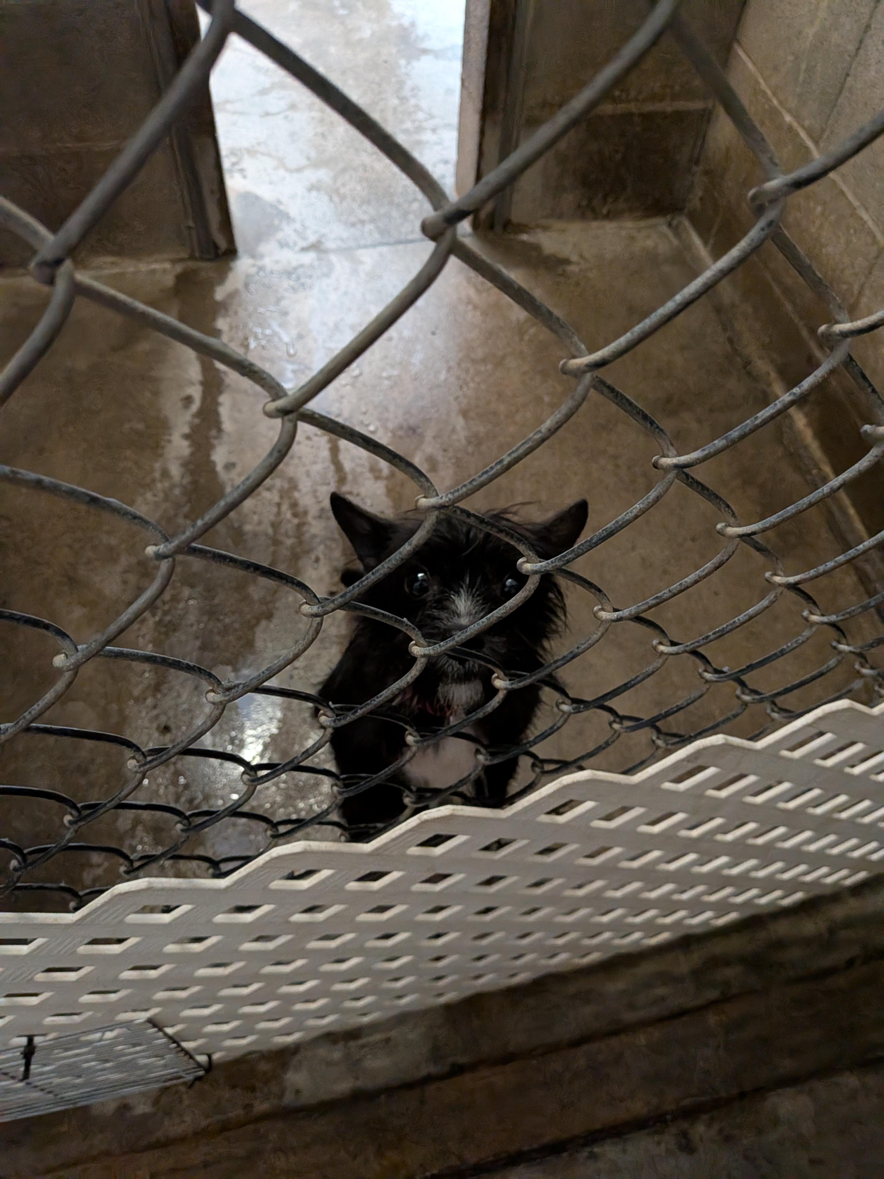 Jeffrey, Adoptable, Young Male Chihuahua & Yorkshire Terrier.